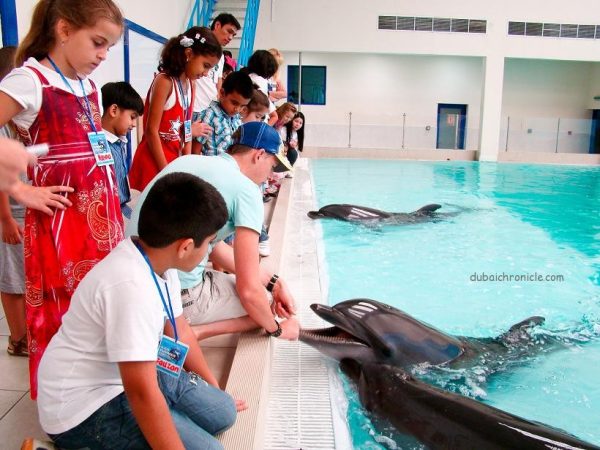 dolphin show dubai