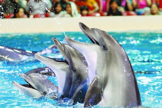 Dubai Dolphinarium dolphin and seal show