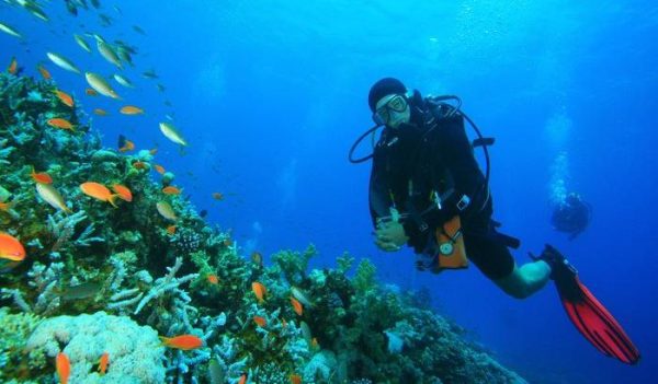 dubai scuba diving - exploring marine creatures in dubai - fujairah diving trips